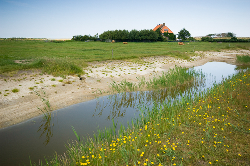 Texel Waal en Burg